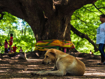 View of dogs on tree trunk