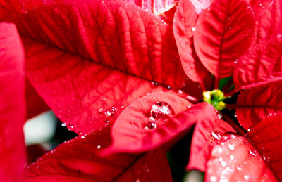 Close-up of wet red leaves on rainy day