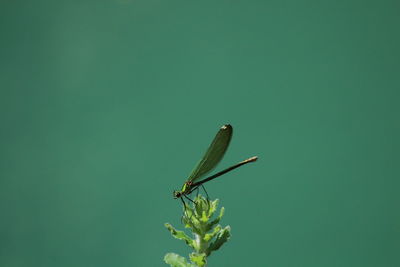 Close-up of dragonfly insect on plant