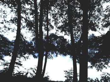 Low angle view of silhouette trees in forest against sky