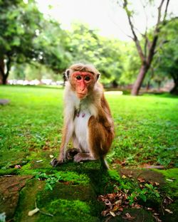 Portrait of monkey sitting on grass