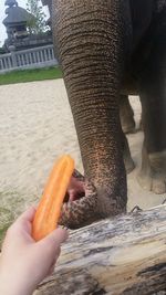 Close-up of hand eating food