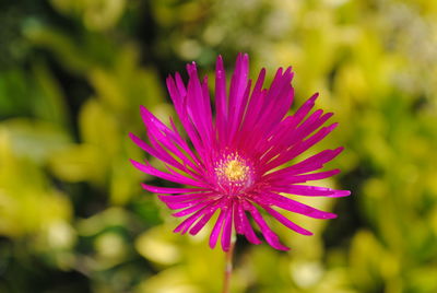 Close-up of flower blooming outdoors