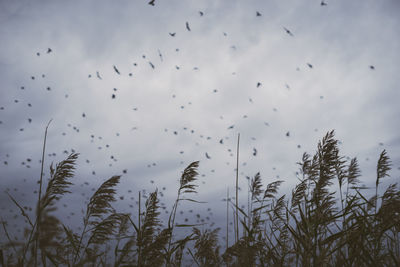 Flock of birds flying in sky