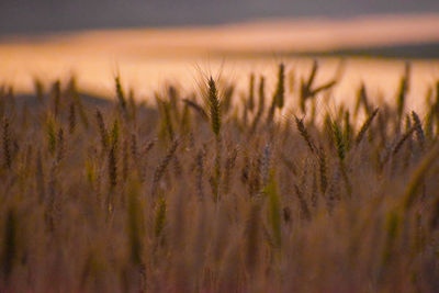 Close-up of stalks in field against the sky