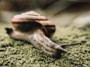 Close-up of lizard on ground