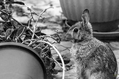 Close-up of squirrel