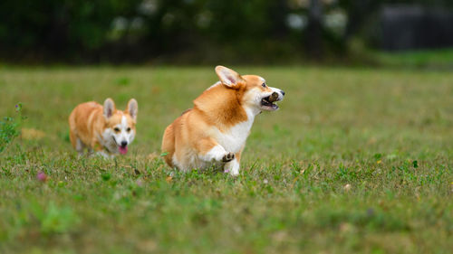 Two happy corgi playing in a green field