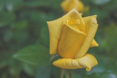 Close-up of yellow flower