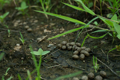 High angle view of plants growing on field