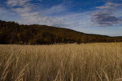 Scenic view of field against sky