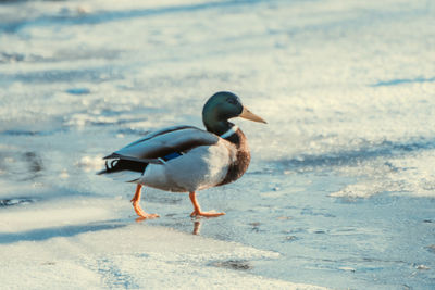 Close-up of duck on the beach