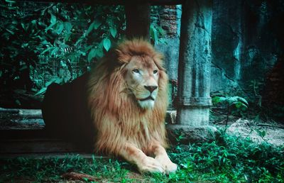 Portrait of cat sitting on plants in zoo