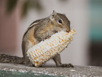 Close-up of squirrel on wood