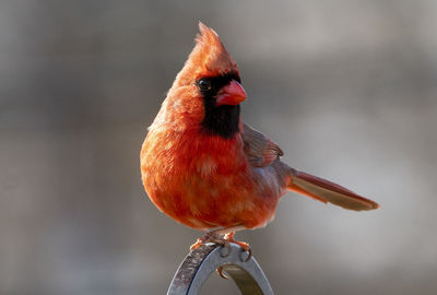 On top of the perch