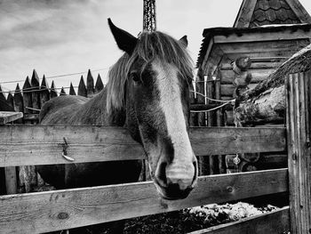 Close-up of horse in stable