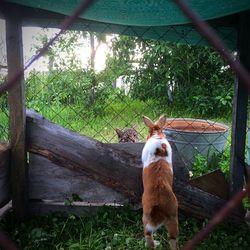 Rabbit rearing on chainlink fence with cat on field