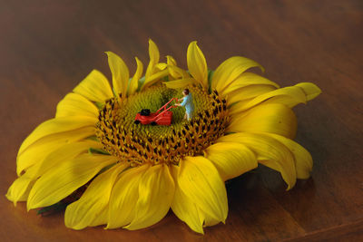 Close-up of honey bee on yellow flower