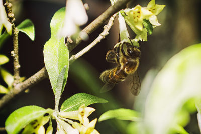 Close-up of bee on plant