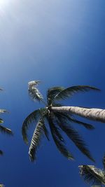 Low angle view of coconut palm tree against blue sky