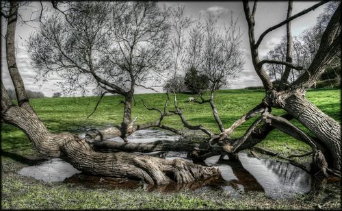 Bare trees on field