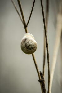 Close-up of snail on plant