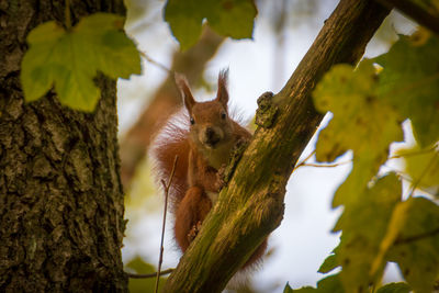 Squirrel on tree trunk