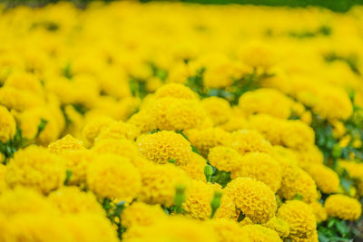 Close-up of yellow flowering plants on field