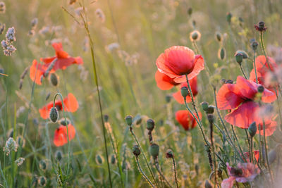 Close-up of poppies on field