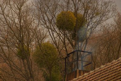 Low angle view of bare trees against sky