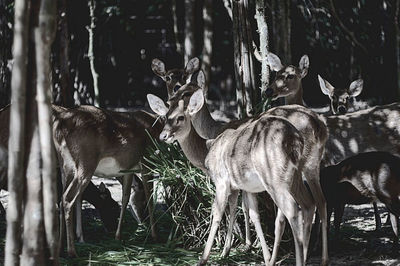 Deer by trees in forest