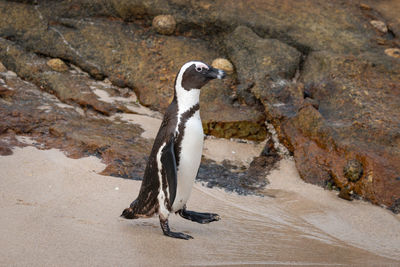 Side view of a bird on rock