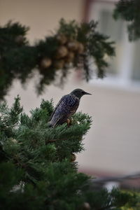 Close up of starling bird perching on branch