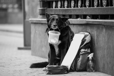 Homeless dog asks for money on the street