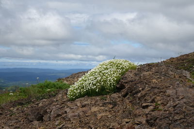 Landscape with mountain range in background