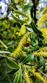 Close-up of fresh green plant