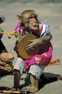 Monkey holding drum by hand holding instrument on land