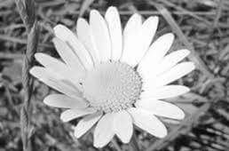 flower, petal, freshness, flower head, fragility, growth, single flower, beauty in nature, close-up, pollen, nature, blooming, white color, focus on foreground, plant, daisy, in bloom, high angle view, day, outdoors