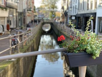 View of flowering plants by railing in canal