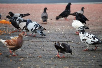 Flock of pigeons on street