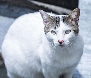 Close-up portrait of white cat