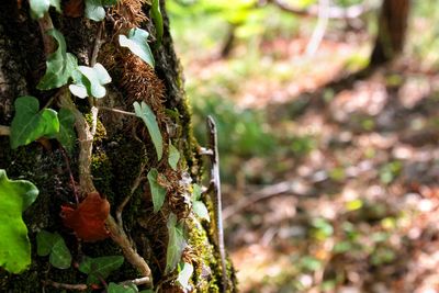 Close-up of moss growing on tree trunk