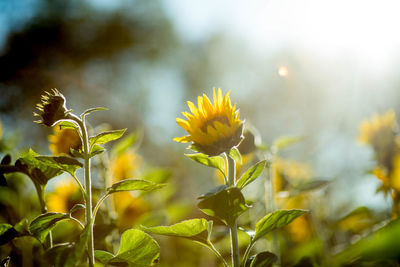 Close-up of yellow flowering plant on field