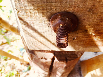 Close-up of insect on wood