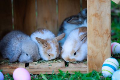 Rabbit on field