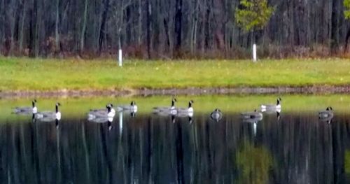 Flock of birds on grass