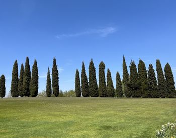 Green garden with pine trees and blue sky