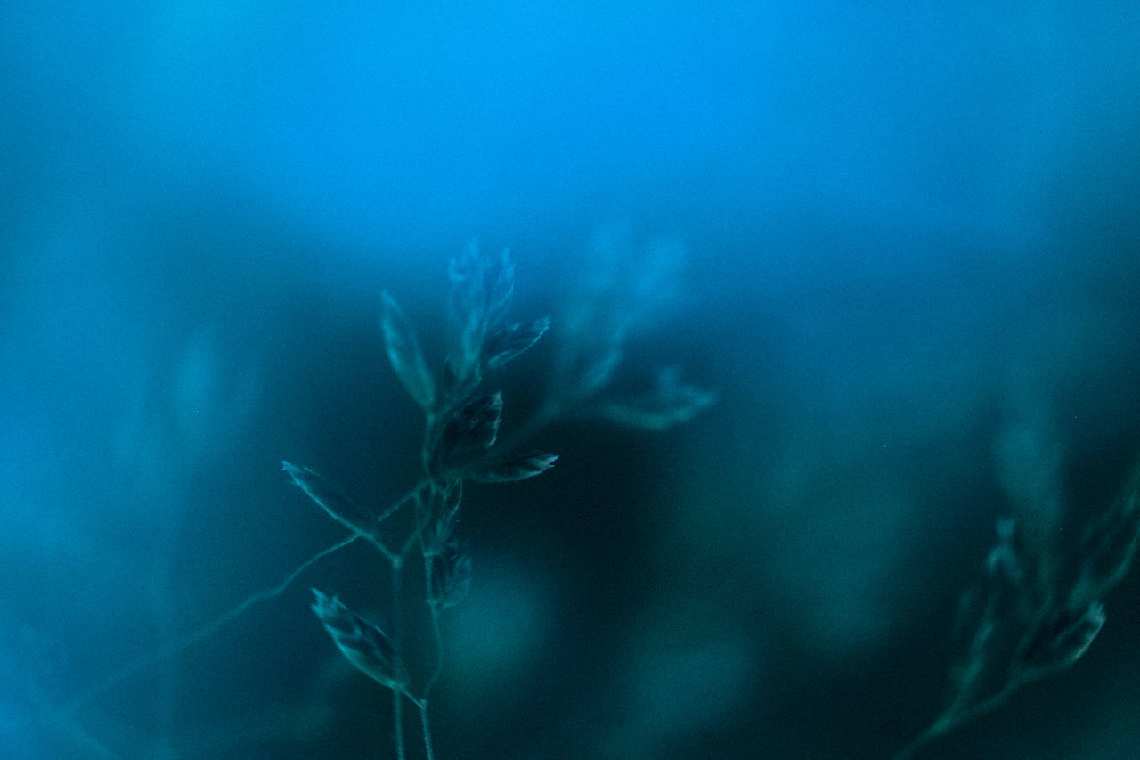 CLOSE-UP OF BLUE SEA AND PLANTS