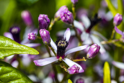 Close-up of purple flowering plant