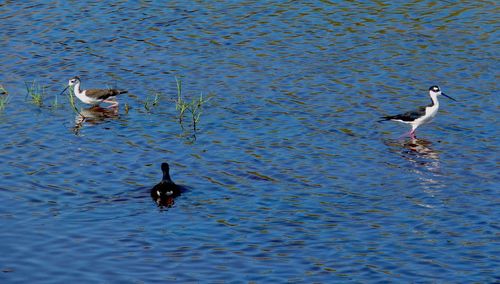 Ducks swimming in lake